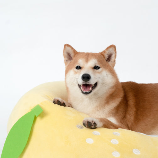 lemon dog bed